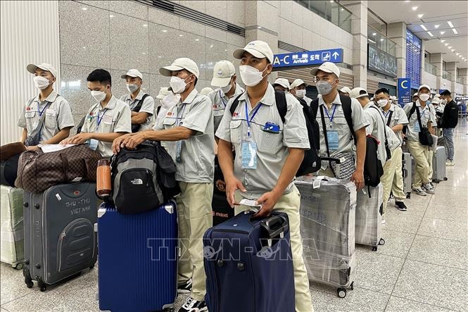 Lao động Việt Nam làm việc theo thời vụ tại tỉnh Jeju tăng mạnh