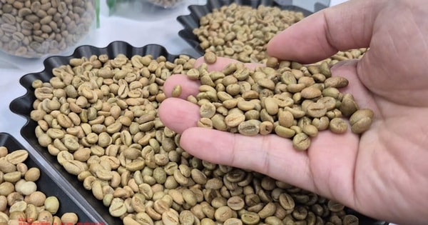 Giá cà phê hôm nay 17-11: Chủ tịch VICOFA nói gì khi giá cà phê giảm mạnh?
