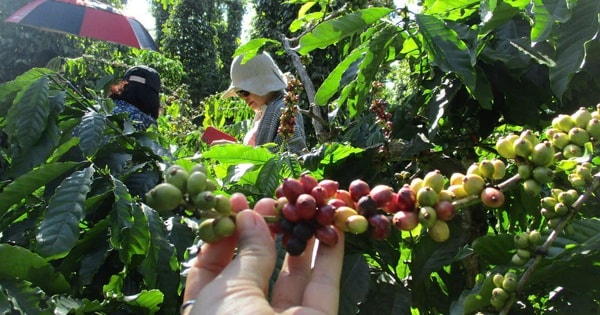 Bí quyết thành công của các ông lớn ngành cà phê