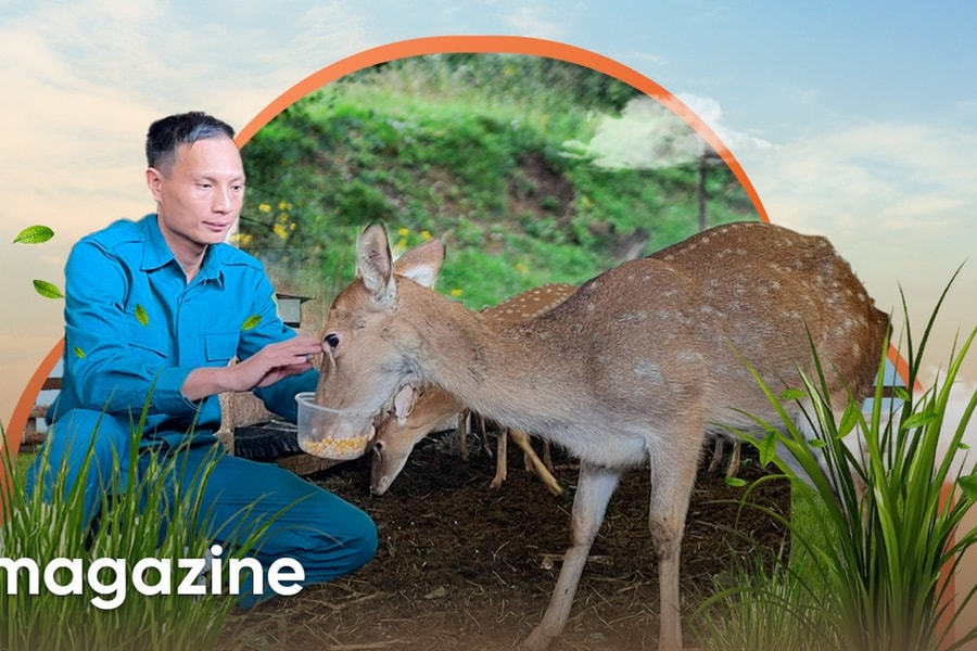 Làm giàu từ mô hình nuôi hươu sao
