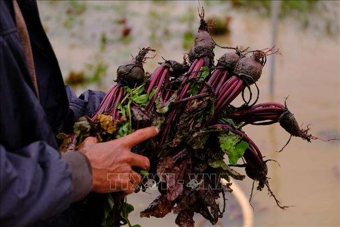 Mưa lũ gây thiệt hại nặng cho vựa rau lớn nhất Lâm Đồng