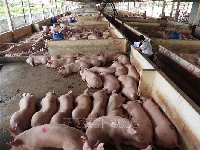 Chăn nuôi an toàn, xu hướng vàng cho trang trại