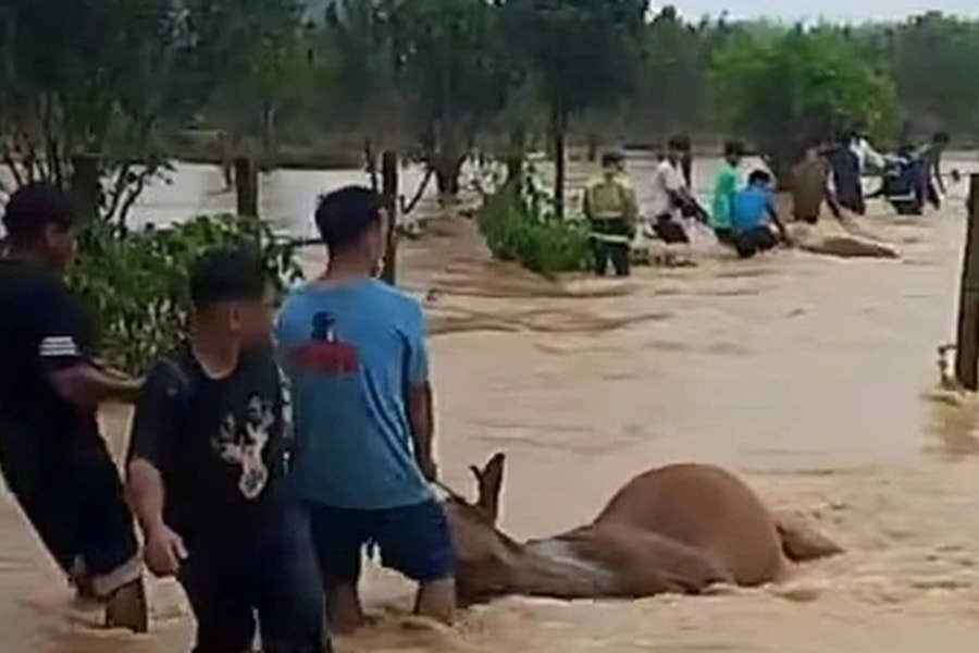 Lũ về nhanh, dân nghèo bất lực nhìn 13 con bò bị chết ngạt