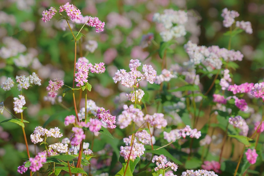 Vì sao gọi là hoa tam giác mạch?