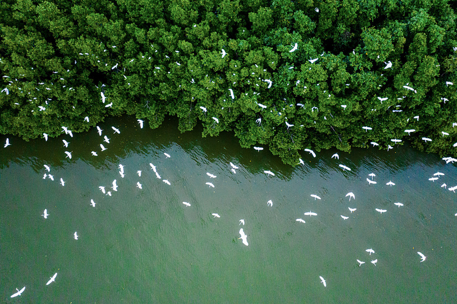 Đại biểu Quốc hội: Cần tăng thời gian miễn thuế thu nhập khi bán tín chỉ carbon