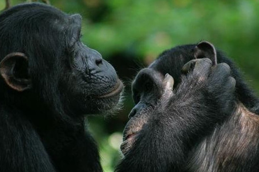 Nụ hôn có thể xuất hiện hơn 20 triệu năm trước