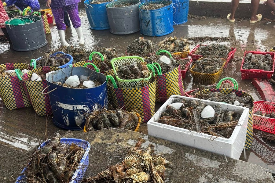 Tôm hùm chết hàng loạt do lũ