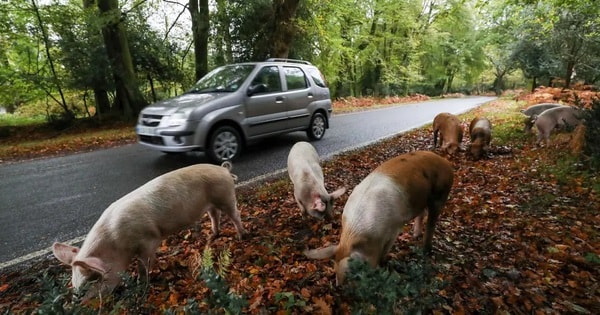 Người dân phẫn nộ khi du khách liên tục quấy rối những chú lợn thả rông