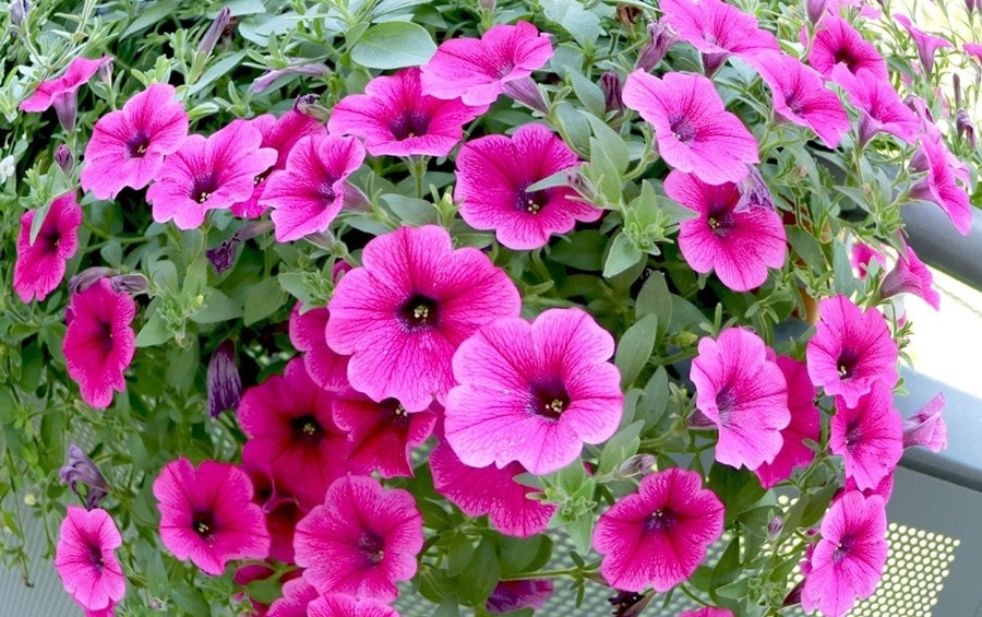 Những loại cây thích hợp trồng ban công khi trời trở lạnh