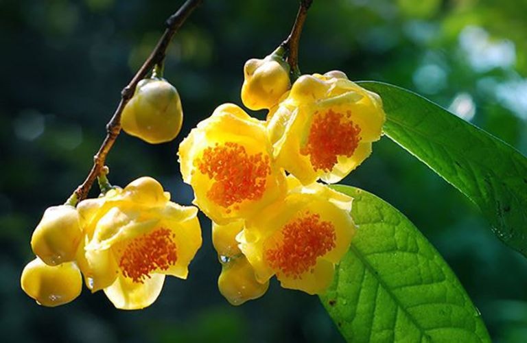 Nông dân 'đổi đời' nhờ cây trà hoa vàng