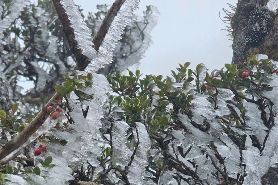 Khách sửng sốt thấy băng giá trắng xóa phủ đỉnh Tà Xùa, nhiệt độ chỉ 0 độ C