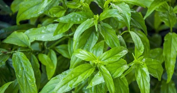 Loại cây dại trước làm hàng rào, nay thành đặc sản nức tiếng vừa ngon vừa tốt cho sức khỏe