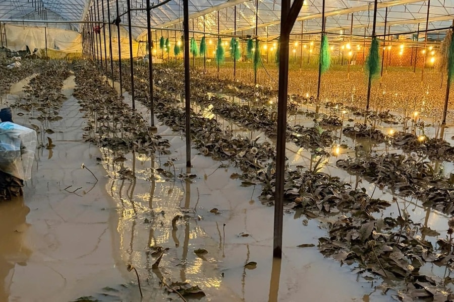 Chủ vườn Lâm Đồng mất trắng nửa tỷ đồng vì nước lũ cuốn trôi nông trại hoa