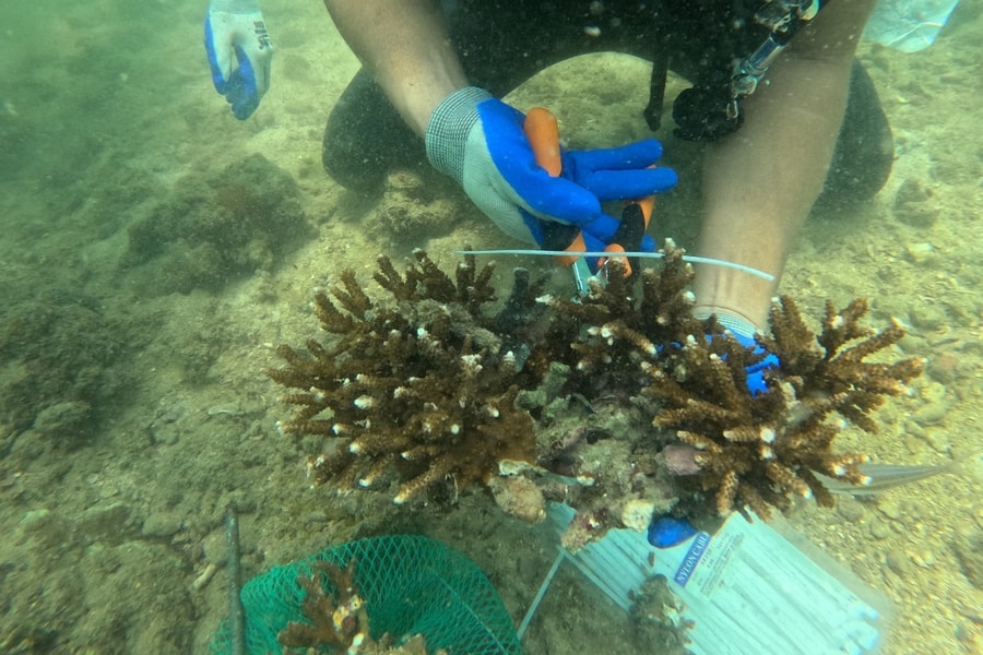 Tình nguyện trồng san hô dưới đáy biển Cô Tô