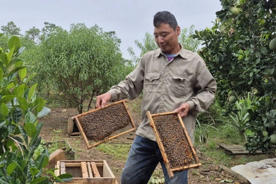 Thực hiện mô hình kinh tế “3 trong 1”, nông dân thu bộn tiền