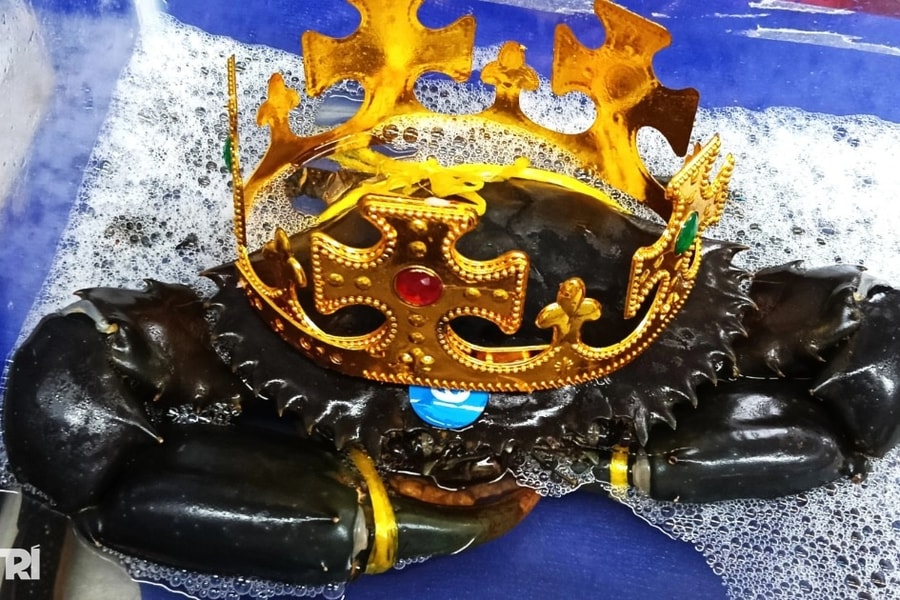 Con cua lớn nhất tại Ngày hội cua Cà Mau năm 2025 sẽ được làm gì?