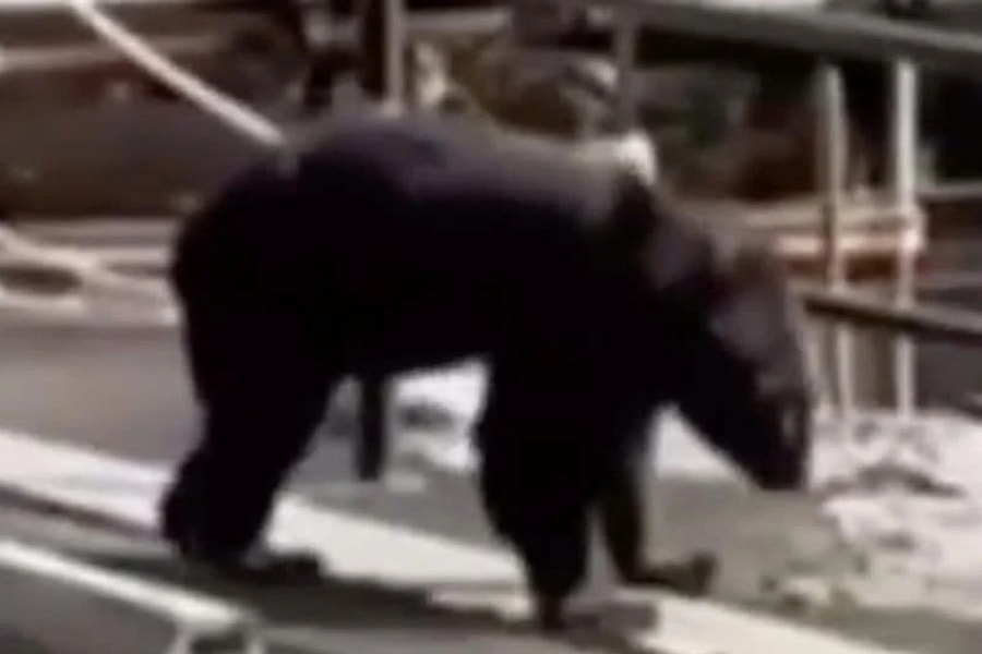 Gấu tấn công ngay trong quán mì, đầu bếp chống trả rồi… làm tiếp