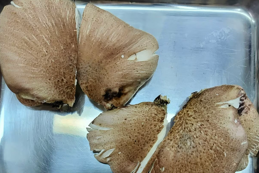 Suýt chết vì tin AI