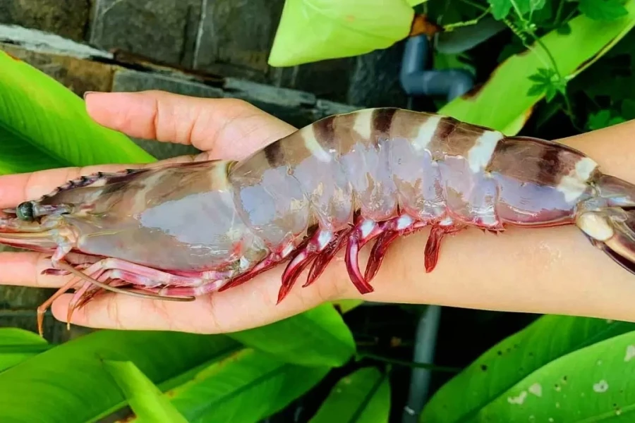 Hàng Việt xuất sang Mỹ lập kỷ lục mới