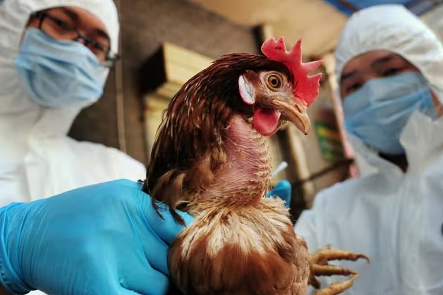 Người đầu tiên ở Mỹ tử vong do cúm gia cầm H5N5