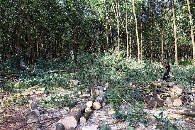 Đồng Nai: Đẩy nhanh tiến độ giải phóng mặt bằng Dự án đường cao tốc Bắc - Nam