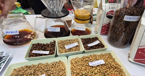 Giá cà phê hôm nay 24-11: Tuần mới sẽ ra sao?