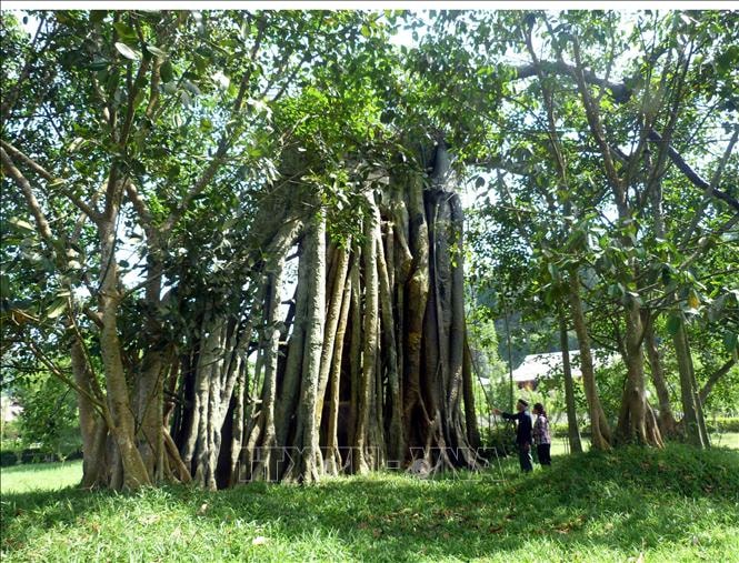 Phát huy giá trị đa dạng sinh học Khu di tích quốc gia đặc biệt Tân Trào