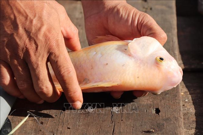 Nguyên nhân ban đầu khiến hàng chục tấn cá chết bất thường ở Cần Thơ