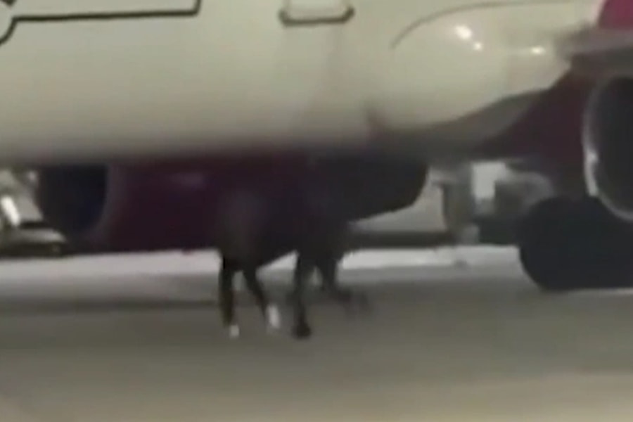 Hai hành khách phá cửa an ninh, chạy đuổi theo máy bay như bắt xe khách