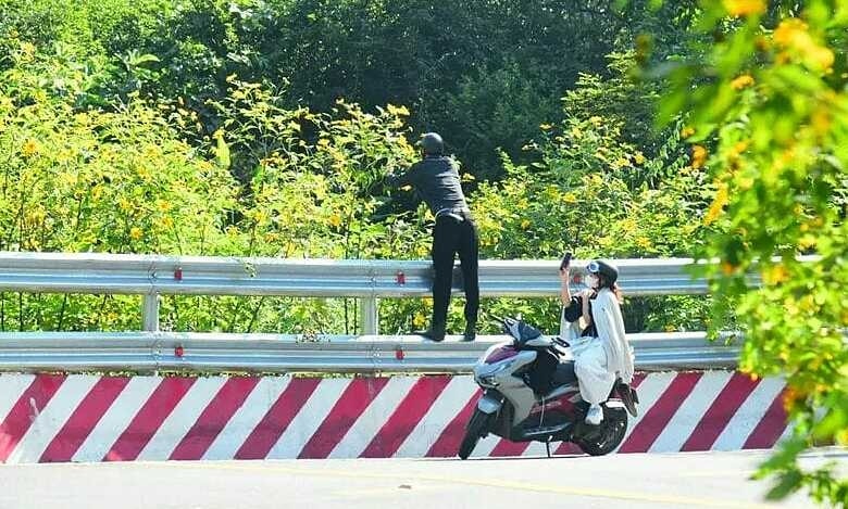 Nhiều khách hái hoa, bẻ cành dã quỳ ở Vườn Quốc gia Ba Vì