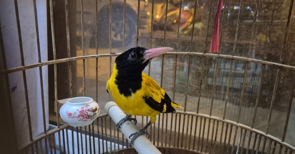 TPHCM xử lý 5 tiểu thương lấn chiếm lòng lề đường bán 1.000 con chim hoang dã