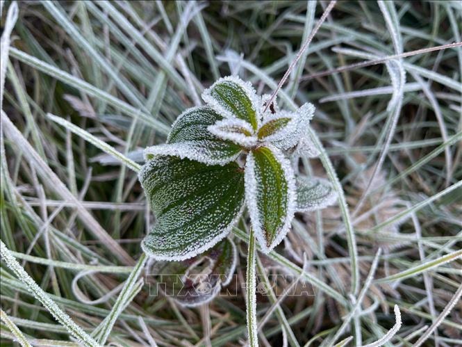 Sương muối, băng tuyết xuất hiện ở vùng cao Lào Cai