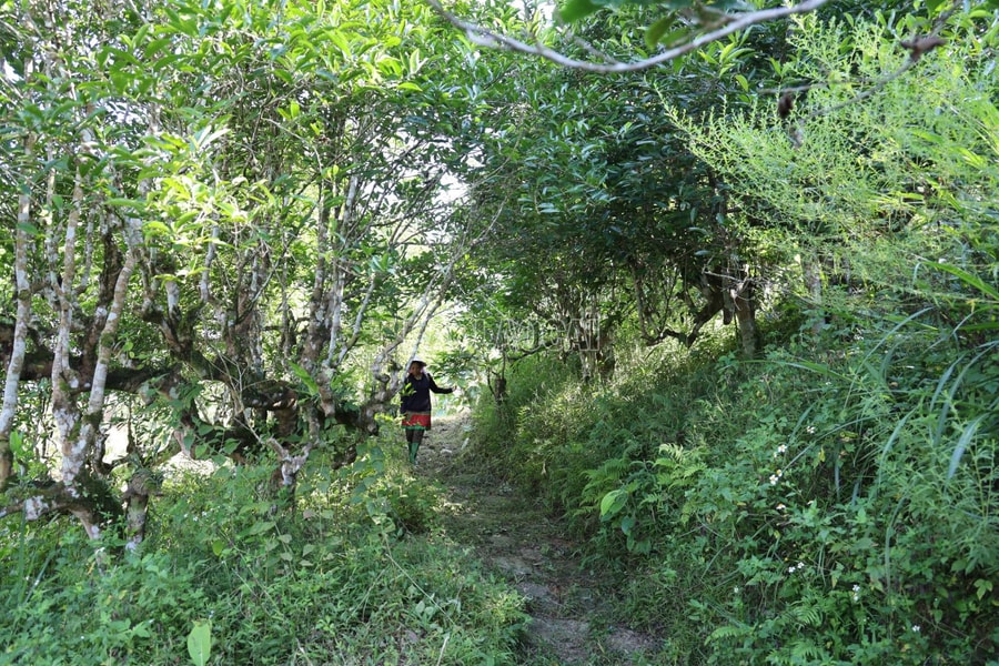 Phát triển du lịch xanh gắn với bảo tồn giá trị văn hóa