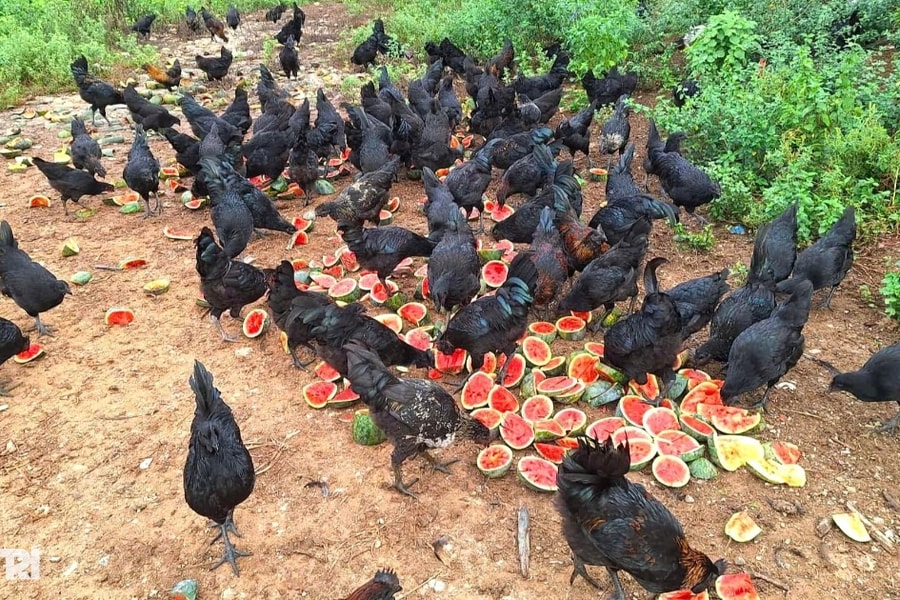 Cho gà ăn dưa hấu và dứa, anh nông dân thu lãi hàng chục triệu đồng mỗi lứa