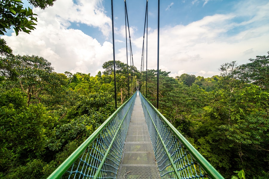 Ba cung đường mòn đi bộ xuyên rừng giữa Singapore