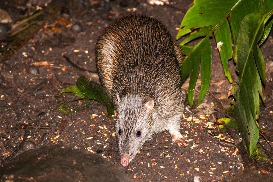 Bị chuột cống cắn có mắc bệnh dại không?