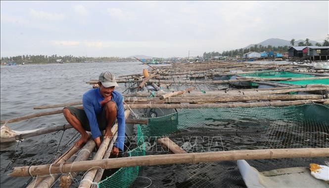 Khôi phục sản xuất chăn nuôi sau bão lũ, đảm bảo nguồn cung dịp Tết