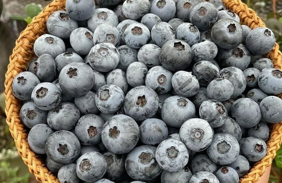 Ăn việt quất tốt cho não thế nào