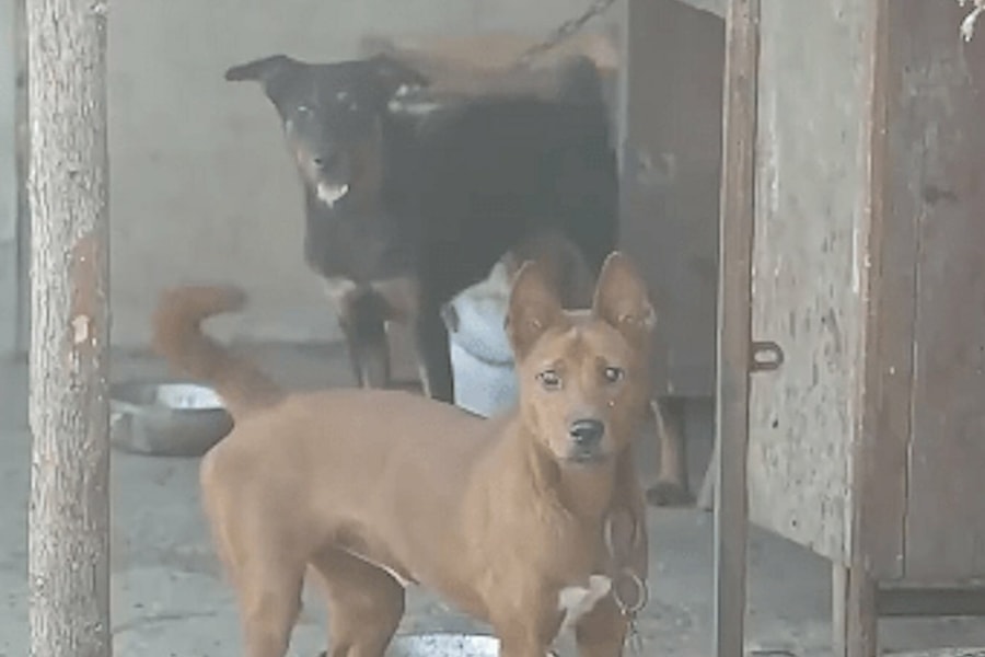 Tiếng chó sủa giúp phá vụ trộm 170 món trang sức vàng