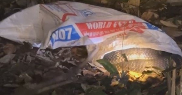 Tá hỏa khi phát hiện rắn hổ mang chúa nặng 7kg trong vườn nhà