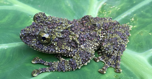 Loài ếch kỳ dị xuất hiện tại một khu rừng ở Thanh Hóa