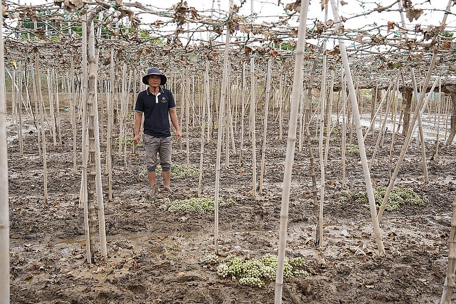 Thủ phủ nho Ninh Thuận thiệt hại nặng sau lũ kỷ lục
