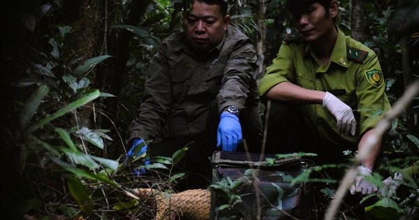 7 con tê tê Java được thả về tự nhiên