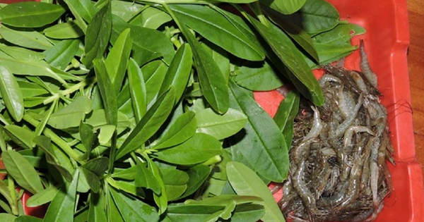 Đừng chỉ ăn củ, lá loài cây này quý như "nhân sâm người nghèo", mọc um tùm như cỏ dại