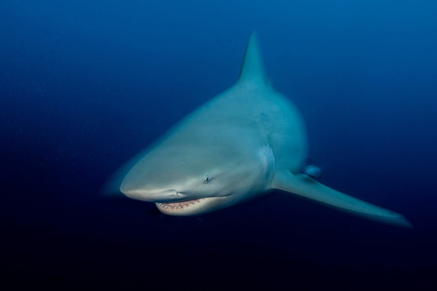 Du khách bị cá mập cắn chết