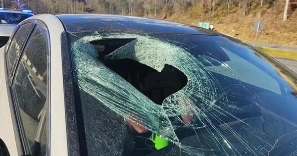 Đại bàng gây tai nạn kỳ lạ, làm vỡ kính chắn gió ô tô