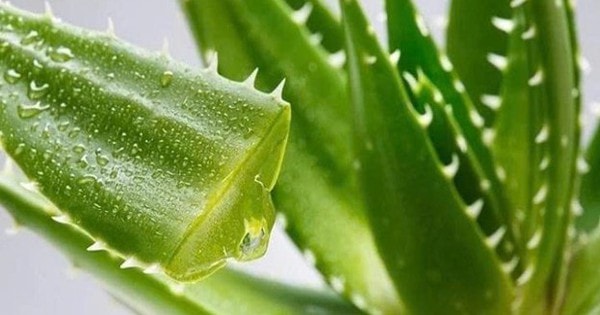 Loại cây là "thần dược" trong làm đẹp, có nhiều công dụng hữu ích