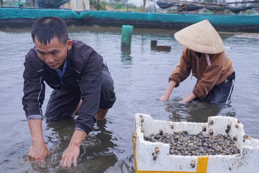 Vỡ hồ nuôi ốc hương, nhiều hộ dân mất trắng tiền tỷ