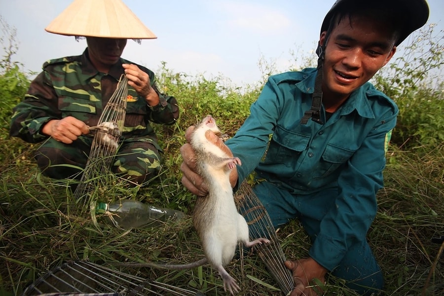 Làng nào nổi tiếng làm thịt chuột, thịt rắn?
