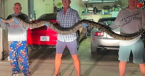 Thấy trăn khổng lồ chắn đường, người đàn ông có pha xử lý bất ngờ